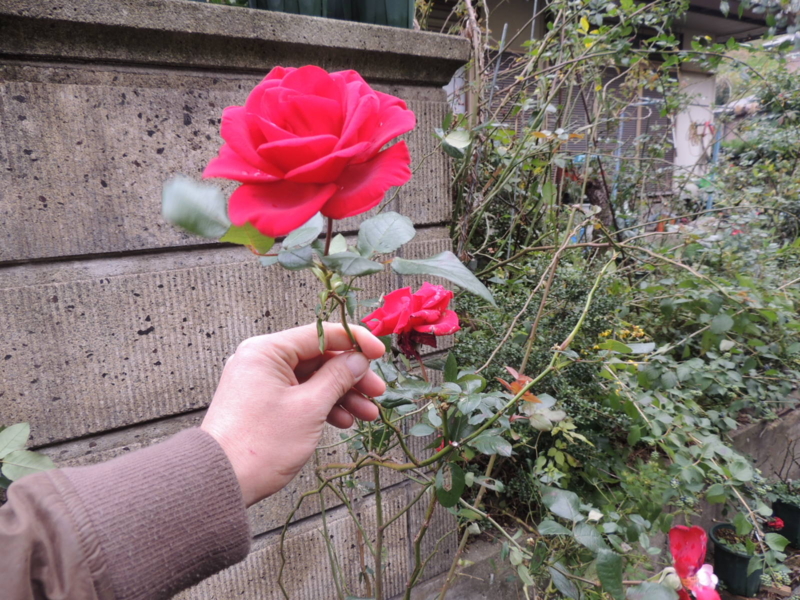 f:id:rotling:20121124125217j:image
