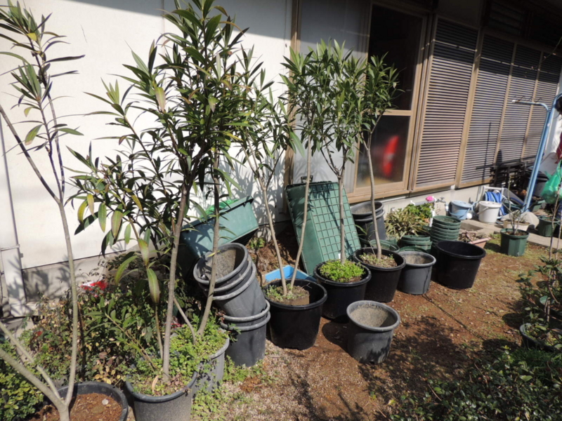 f:id:rotling:20130227123520j:image