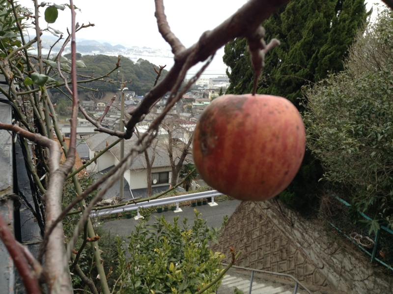 リンゴ