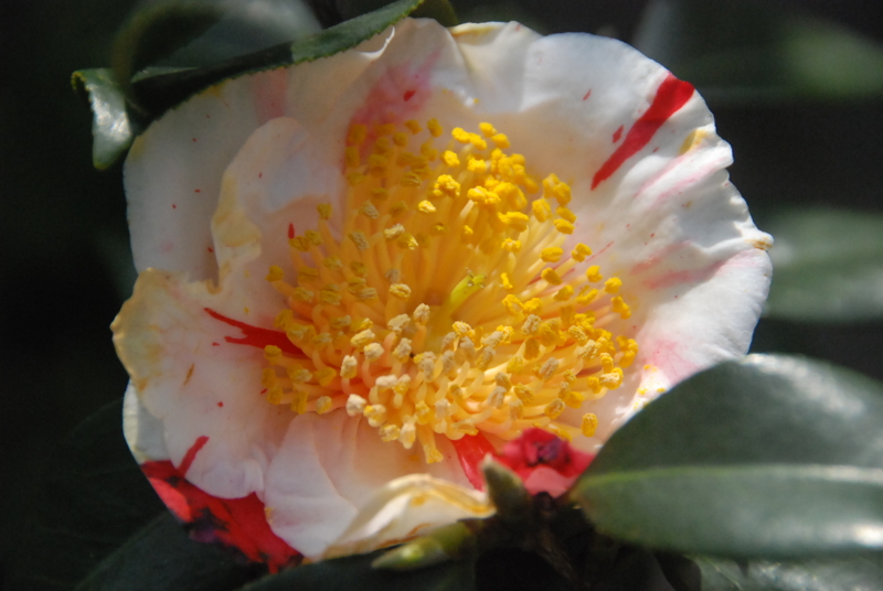 f:id:rotling:20130307102241j:image