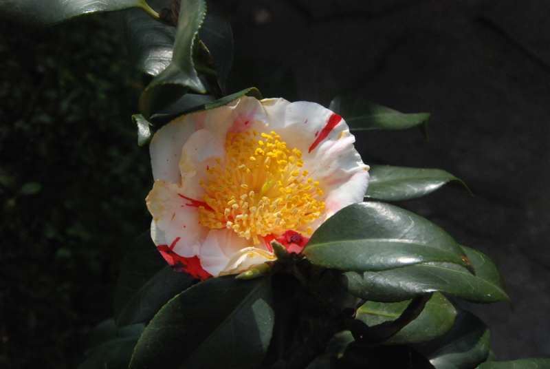 f:id:rotling:20130307102243j:image