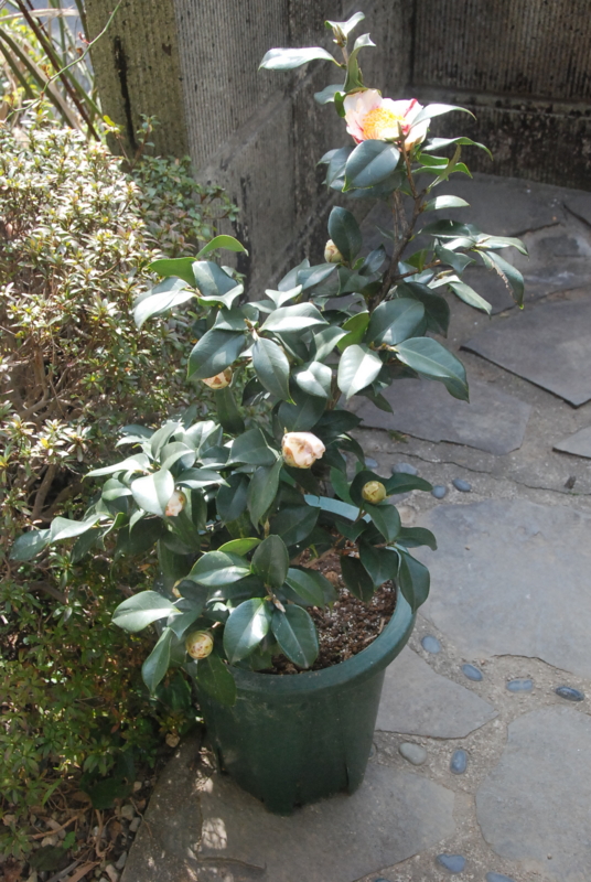 f:id:rotling:20130307102246j:image