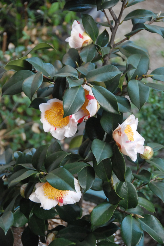 f:id:rotling:20130310175554j:image