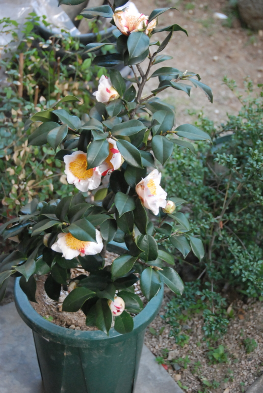 f:id:rotling:20130310175604j:image