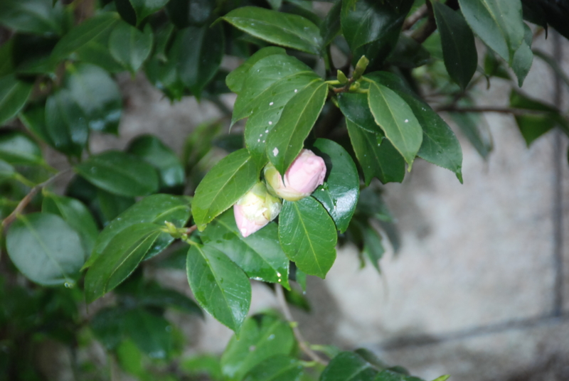 f:id:rotling:20130317165642j:image