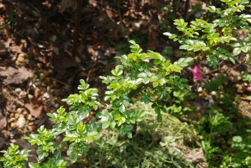 f:id:rotling:20130401112311j:image