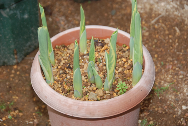 f:id:rotling:20130402160015j:image