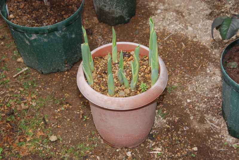 f:id:rotling:20130402160016j:image