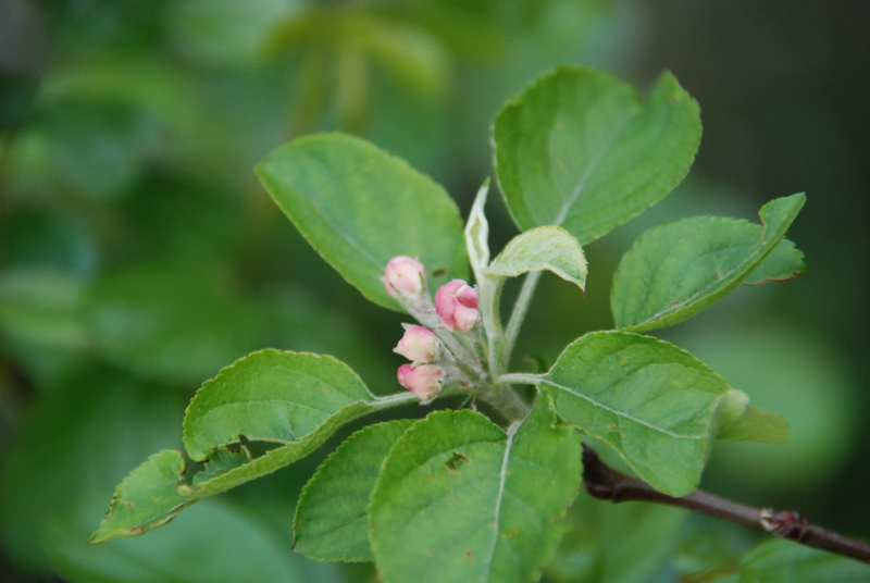 f:id:rotling:20130416164752j:image