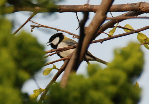 f:id:rotling:20130417172055j:image