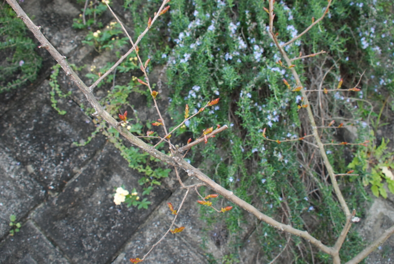 f:id:rotling:20130419115317j:image