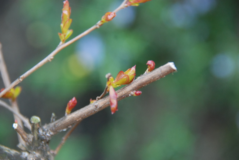 f:id:rotling:20130419115323j:image