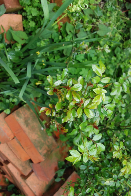 f:id:rotling:20130423145351j:image