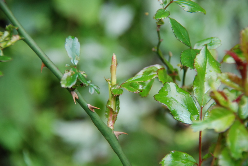 f:id:rotling:20130423145356j:image