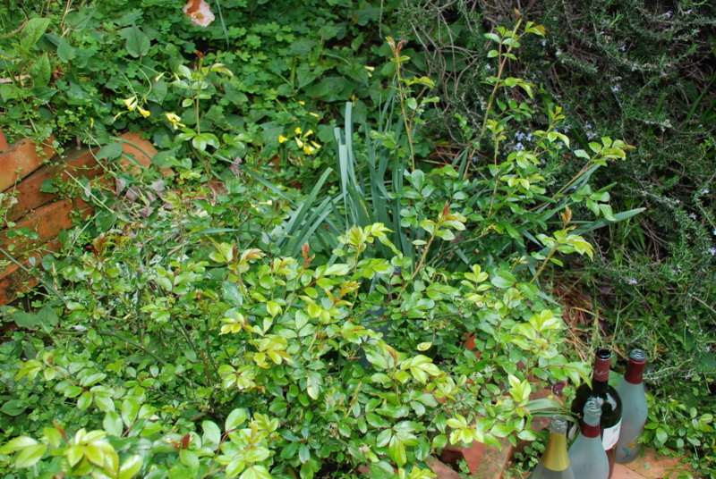 f:id:rotling:20130423145411j:image