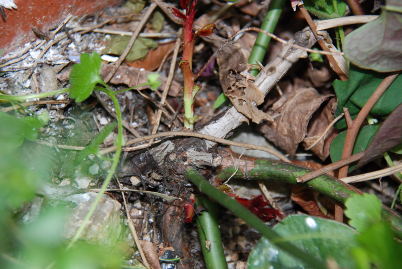 f:id:rotling:20130423145514j:image