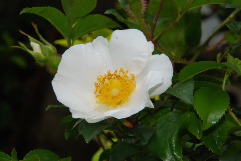 f:id:rotling:20130425112407j:image