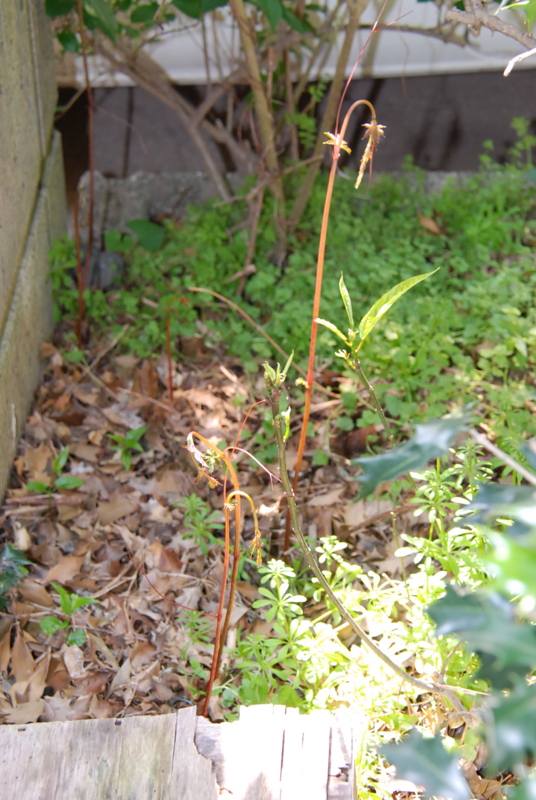 f:id:rotling:20130425140833j:image