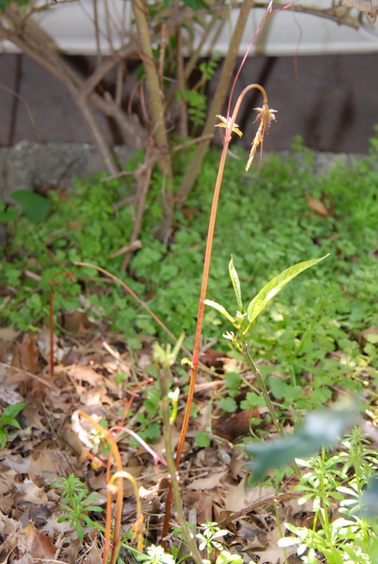 f:id:rotling:20130425140840j:image