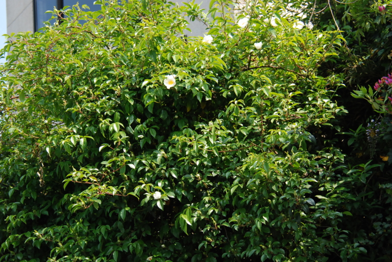 f:id:rotling:20130425141235j:image