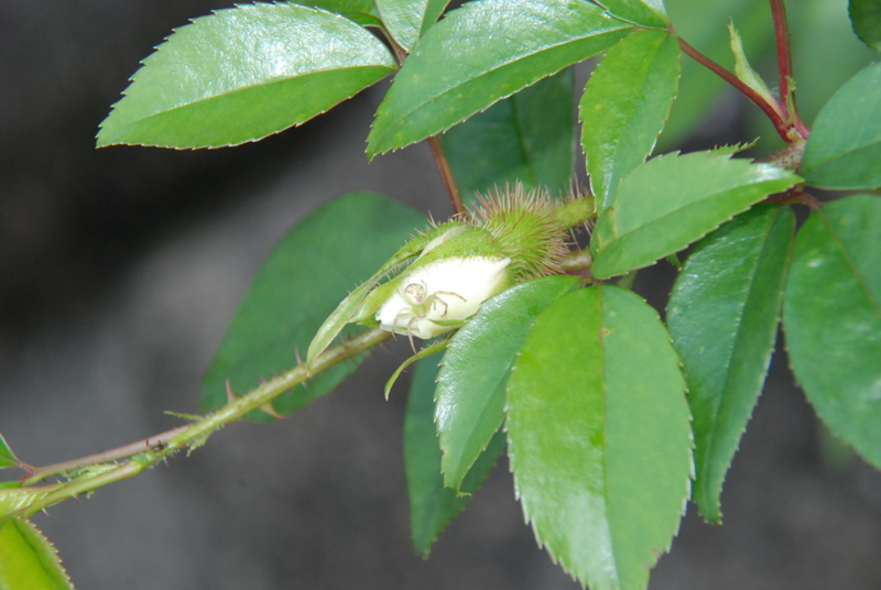 f:id:rotling:20130425141302j:image