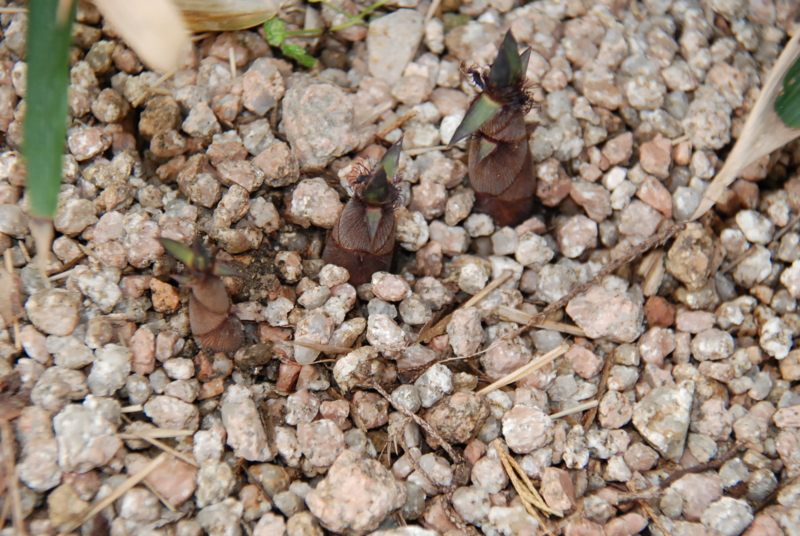 f:id:rotling:20130430141125j:image