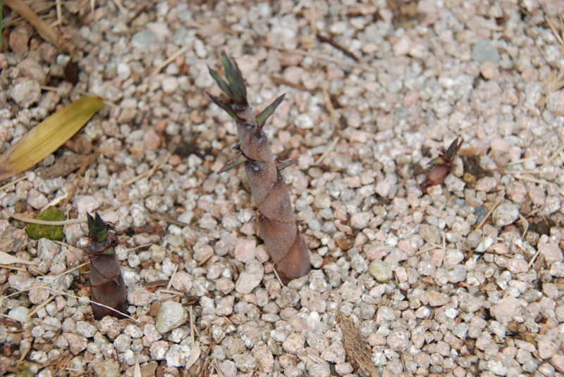 f:id:rotling:20130430141137j:image
