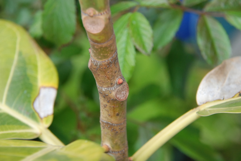 f:id:rotling:20130430141520j:image