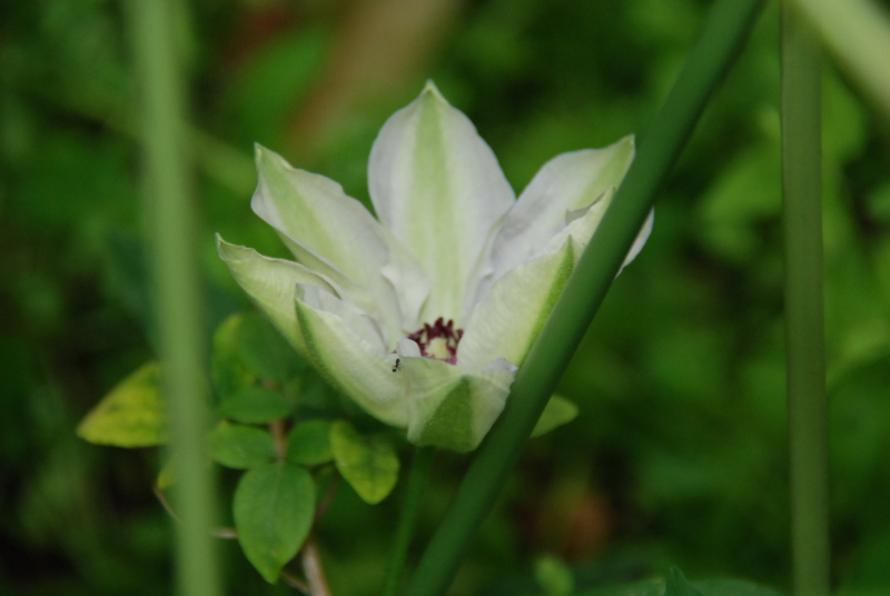 f:id:rotling:20130430161247j:image