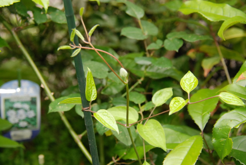 f:id:rotling:20130430161255j:image