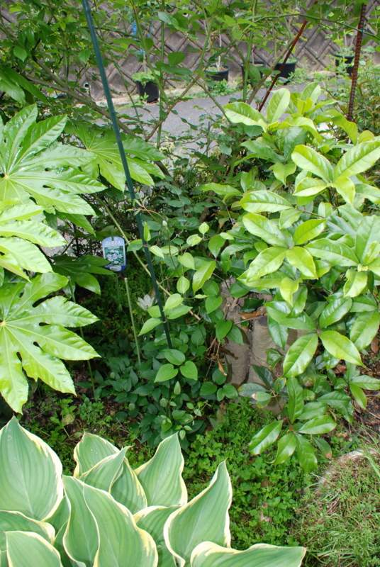 f:id:rotling:20130430161258j:image