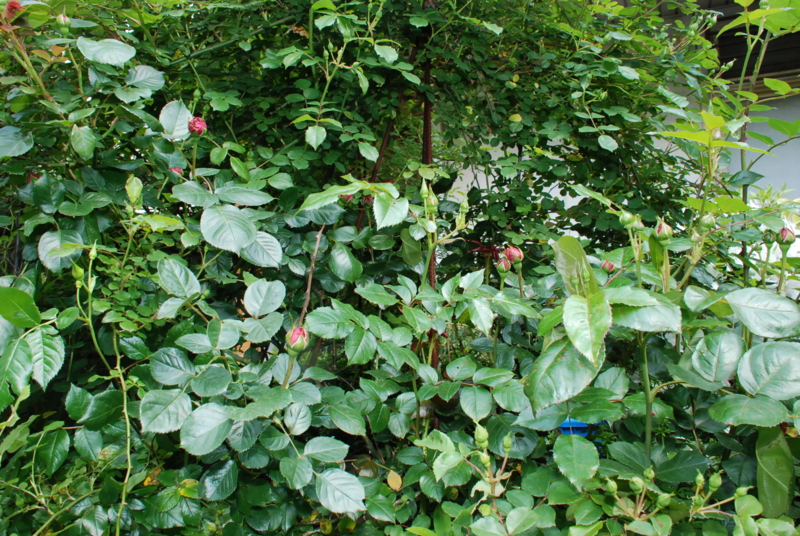 f:id:rotling:20130503100746j:image