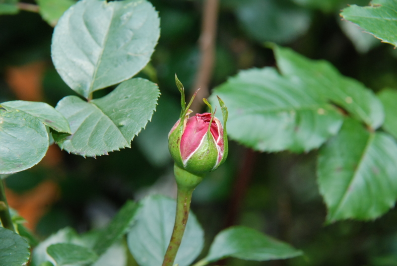 f:id:rotling:20130503100750j:image