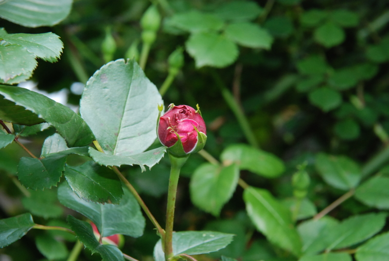 f:id:rotling:20130503100753j:image