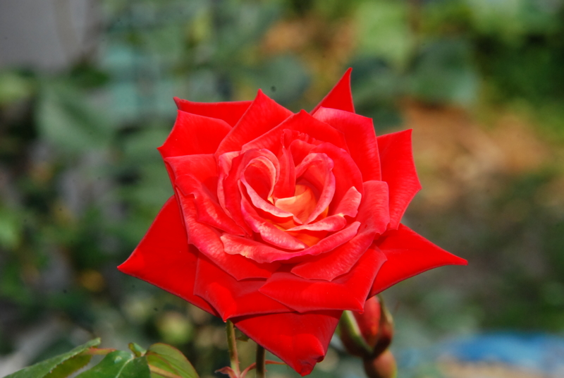 f:id:rotling:20130503101120j:image