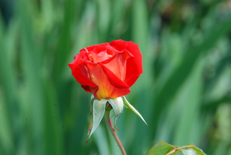 f:id:rotling:20130503101122j:image