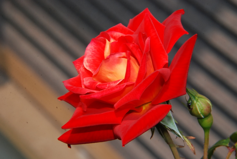 f:id:rotling:20130503101128j:image