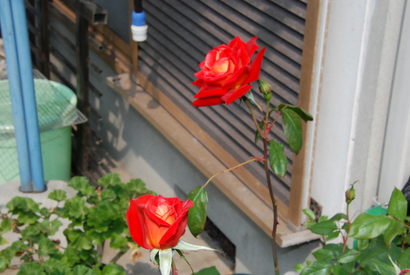 f:id:rotling:20130503101132j:image