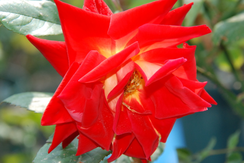 f:id:rotling:20130503101142j:image