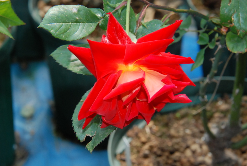 f:id:rotling:20130503101144j:image