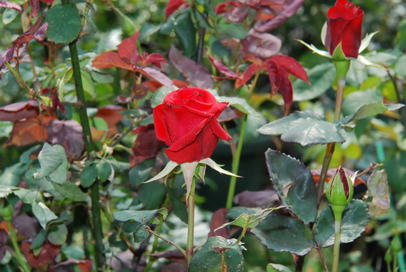 f:id:rotling:20130503101153j:image