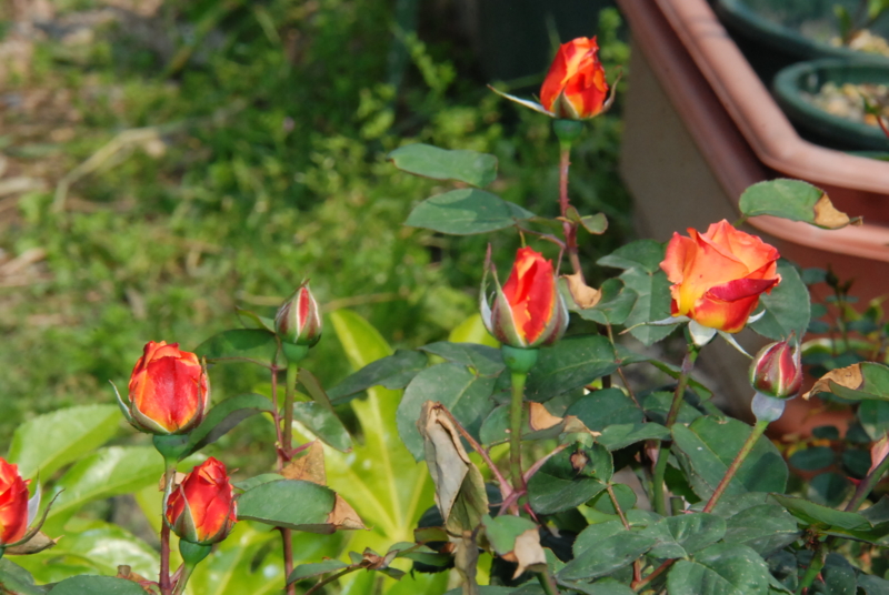 f:id:rotling:20130503101217j:image