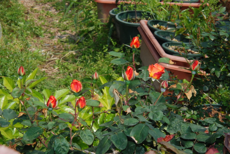 f:id:rotling:20130503101220j:image