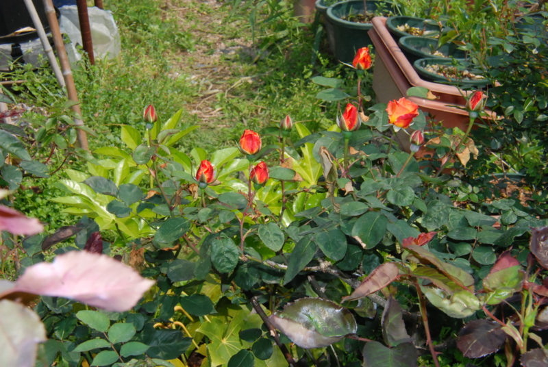 f:id:rotling:20130503101222j:image