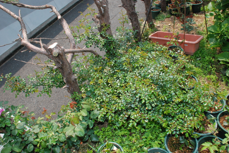 f:id:rotling:20130503101705j:image