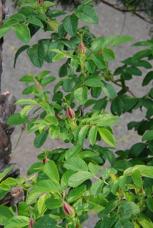 f:id:rotling:20130503101728j:image