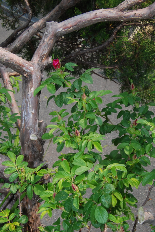 f:id:rotling:20130503101730j:image