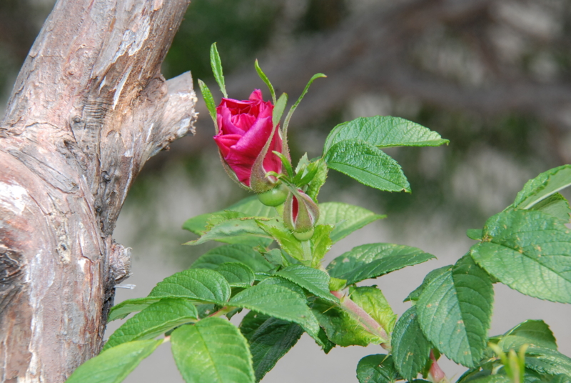 f:id:rotling:20130503101733j:image