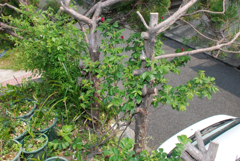 f:id:rotling:20130503101737j:image