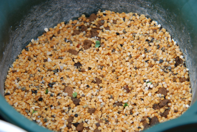 f:id:rotling:20130503102002j:image